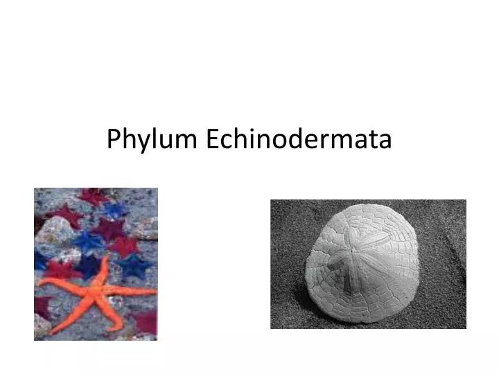 phylum e chinodermata