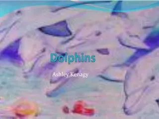 Dolphins