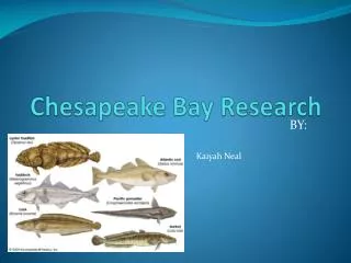Chesapeake Bay Research