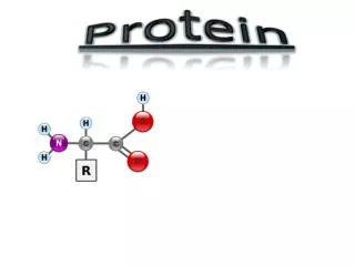 Protein