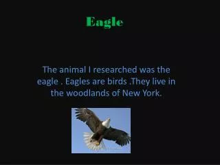 Eagle