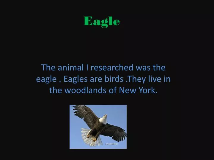 eagle