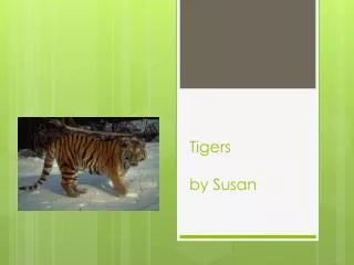 Tigers by Susan