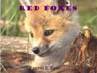 Red foxes