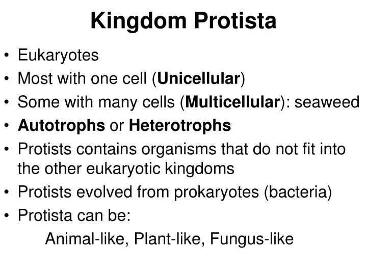 kingdom protista