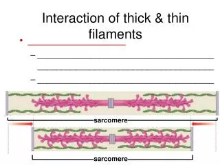 Interaction of thick &amp; thin filaments