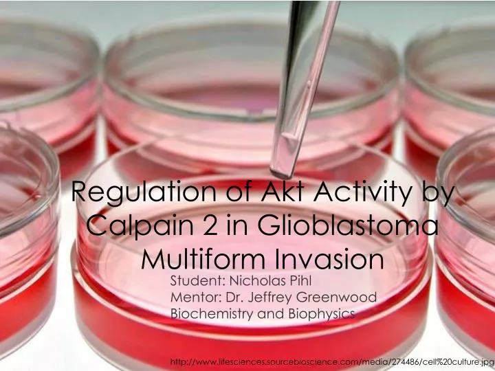 regulation of akt activity by calpain 2 in glioblastoma multiform invasion