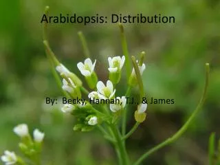 Arabidopsis: Distribution