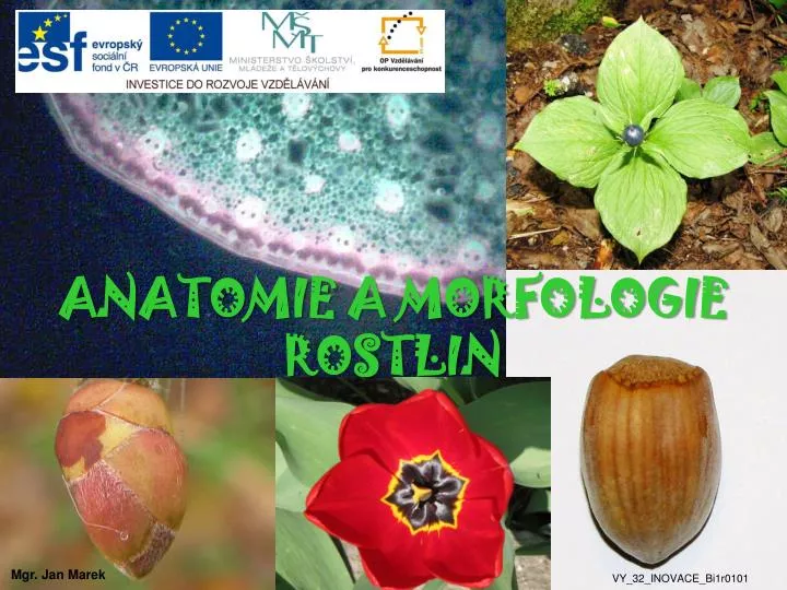 anatomie a morfologie rostlin