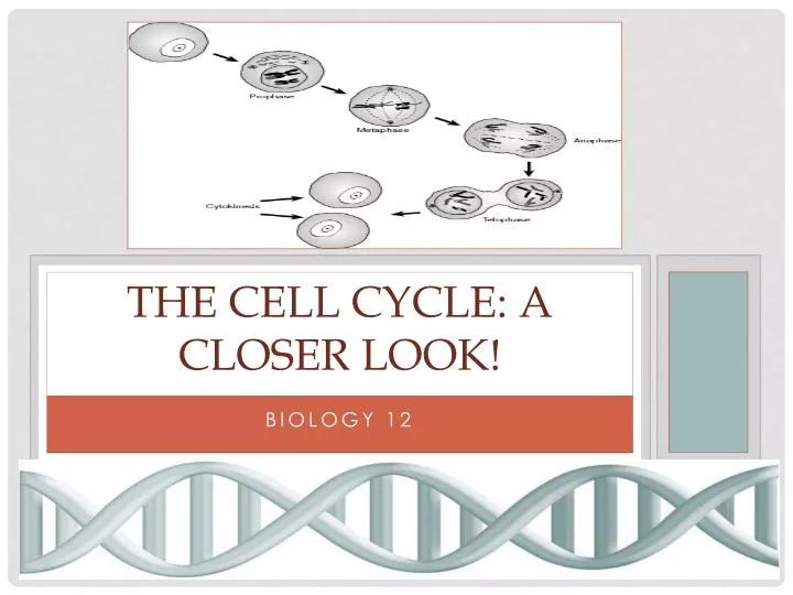 the cell cycle a closer look