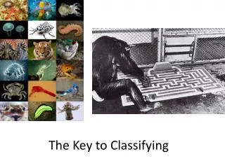 The Key to Classifying