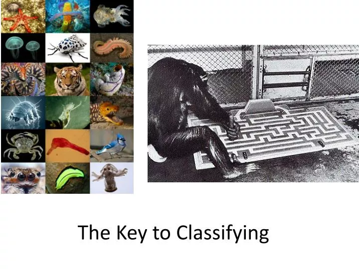 the key to classifying