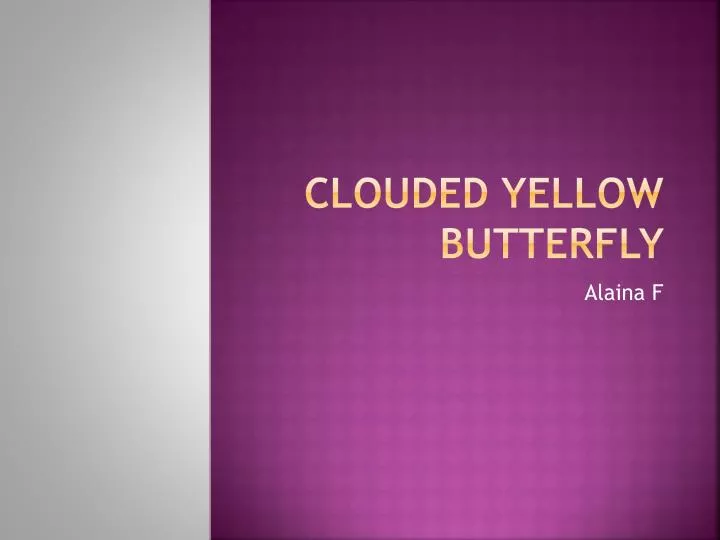 clouded yellow butterfly