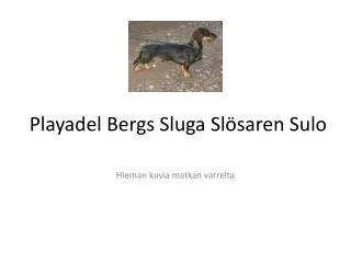 playadel bergs sluga sl saren sulo