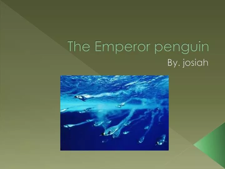 the emperor penguin