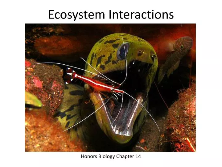 ecosystem interactions