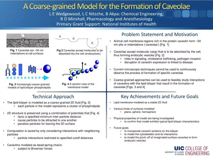 a coarse grained model for the formation of caveolae