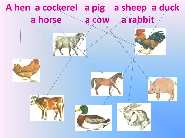 a hen a cockerel a pig a sheep a duck a horse a cow a rabbit