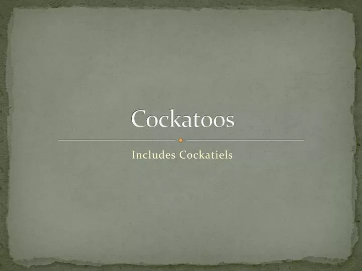 cockatoos