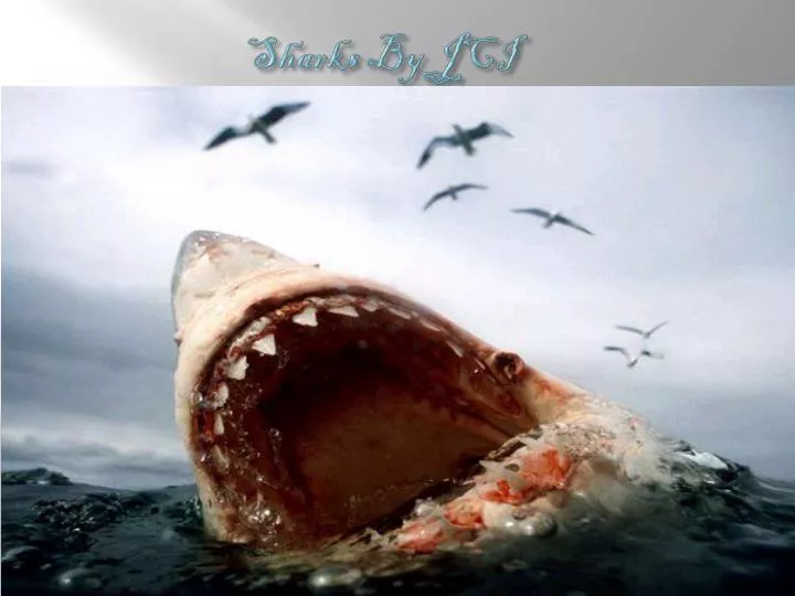 sharks by jci