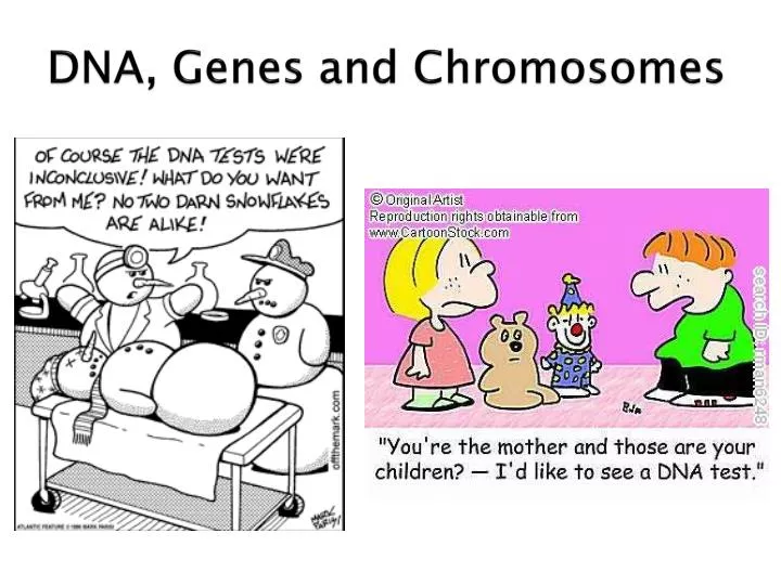 dna genes and chromosomes
