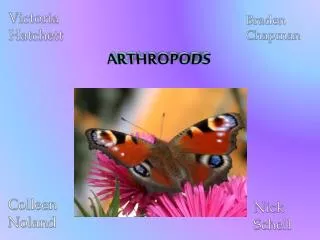 arthropods