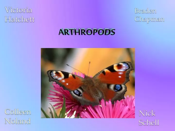 Ppt Arthropods Powerpoint Presentation Free Download Id2834157 5165