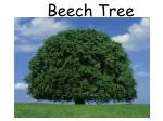 Beech Tree - slide 1