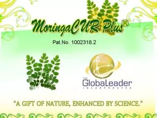 Moringa oleifera ( Malunggay )