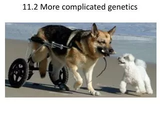 11.2 More complicated genetics