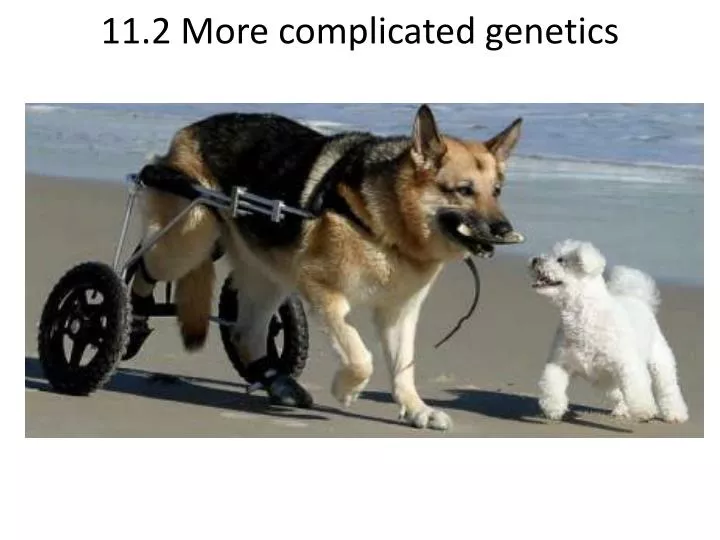 11 2 more complicated genetics