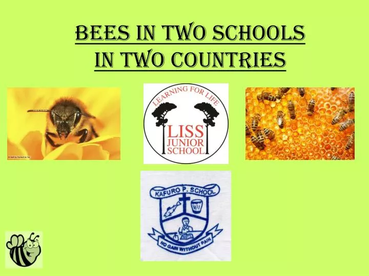 bees in two schools in two countries