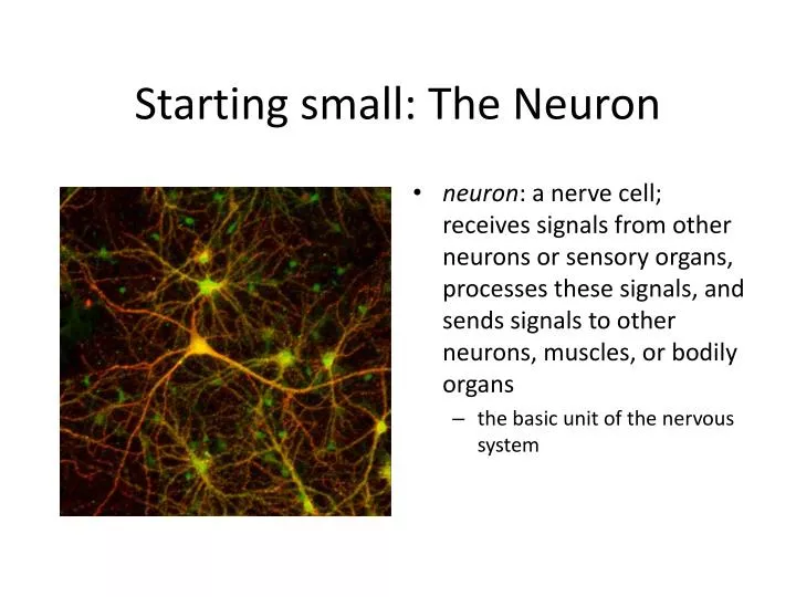 starting small the neuron