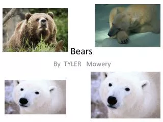 bears