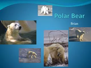 Polar Bear