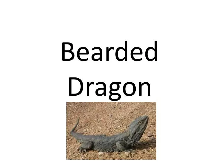 Myths and Facts about Bearded Dragon Care