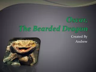 Oscar, The Bearded Dragon