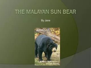The M alayan Sun Bear