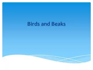 birds and beaks
