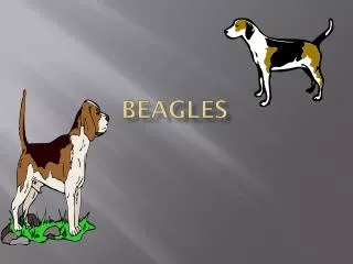 Beagles