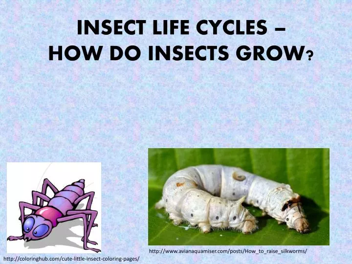 insect life cycles how do insects grow