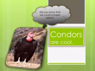 Condors are cool.
