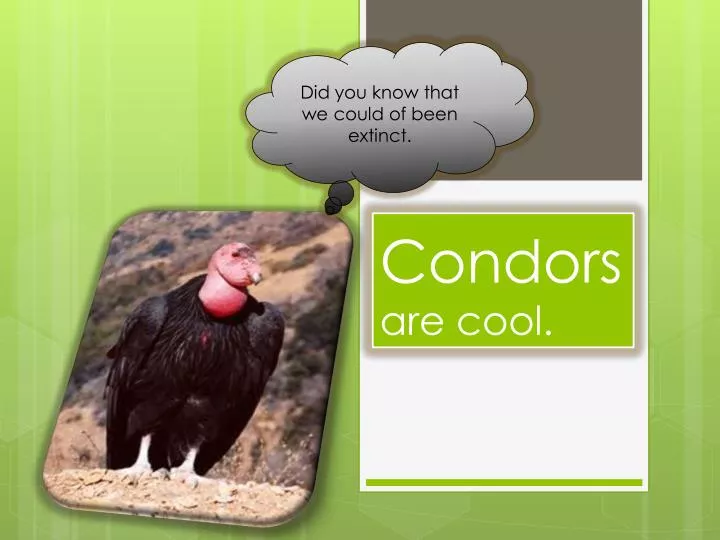 condors are cool