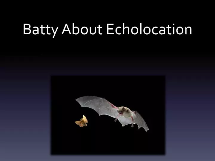 batty about echolocation