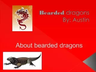 bearded dragons by austin