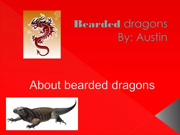 bearded dragons by austin