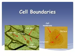 cell boundaries
