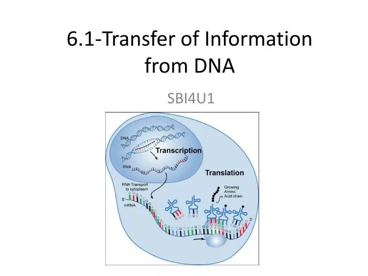 6 1 transfer of information from dna
