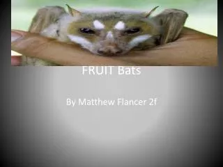 FRUIT Bats