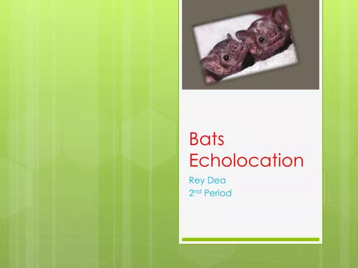bats echolocation
